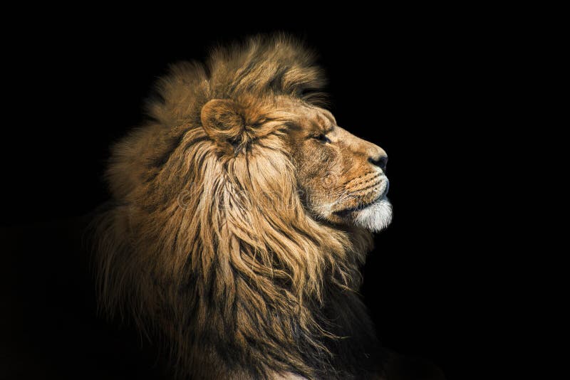 Leone del ritratto sul nero Leone del fronte del dettaglio Leone del ritratto di qualit? di altezza Ritratto dall'animale Leone del ritratto sul nero Leone del fronte del dettaglio Leone del ritratto di qualit? di altezza Ritratto dall'animale