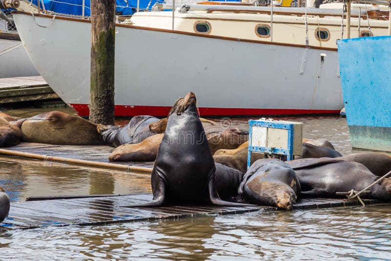 Leone marino che posa con altri sul pilastro a Moss Landing Harbor, baia di Monterey, California fotografie stock libere da diritti Leone marino che posa con altri sul pilastro a Moss Landing Harbor, baia di Monterey, California fotografie stock libere da diritti