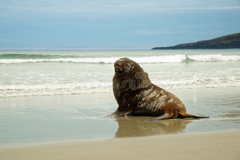 Leone marino della Nuova Zelanda - phocarctos hookeri - whakahao che si trova sulla spiaggia sabbiosa nelle onde nella baia in Nu fotografie stock Leone marino della Nuova Zelanda - phocarctos hookeri - whakahao che si trova sulla spiaggia sabbiosa nelle onde nella baia in Nu fotografie stock