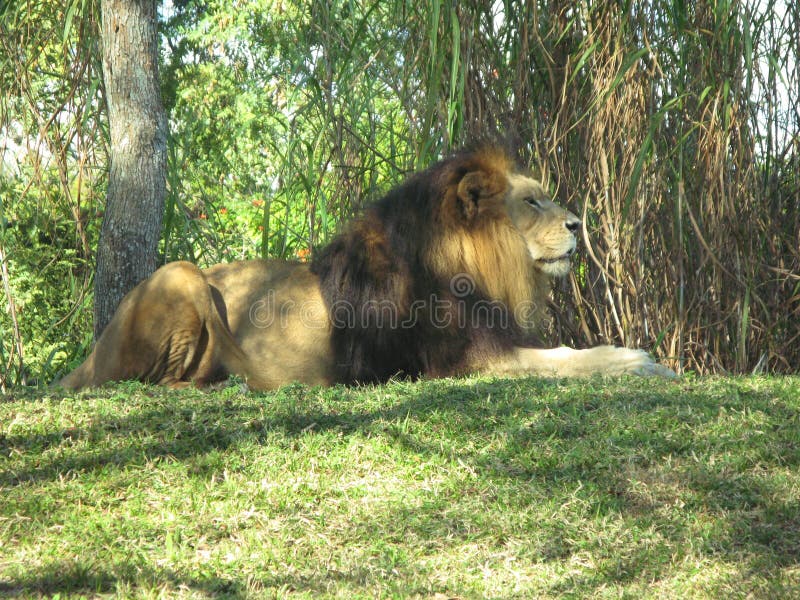 Leone maschio sdraiato sull'erba immagine stock libera da diritti