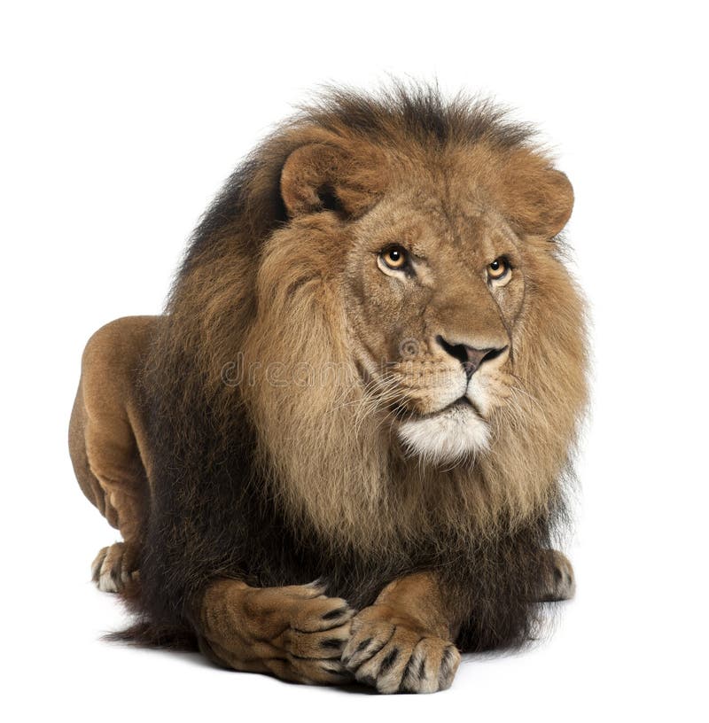 Leone, Panthera leo, 8 anni, trovantesi fotografie stock Leone, Panthera leo, 8 anni, trovantesi fotografie stock