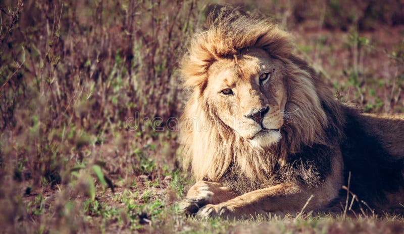 Leone sdraiato sull'erba fotografie stock libere da diritti