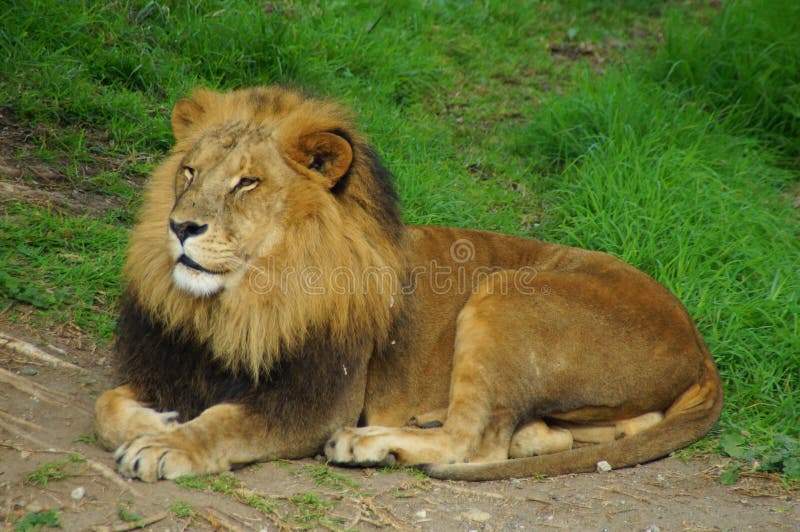 Leone possente sdraiato a terra fotografia stock