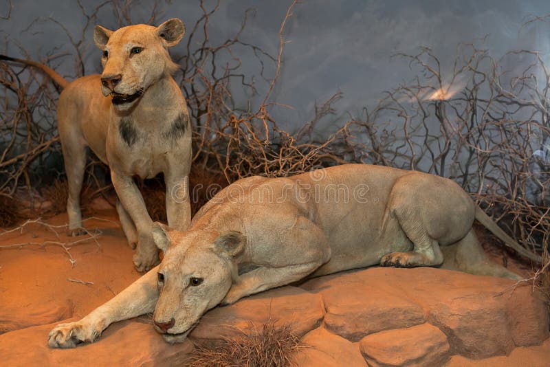 Leones Antropófagos De Maneless De Tsavo Imagen editorial - Imagen de  hombre, illinois: 67105390