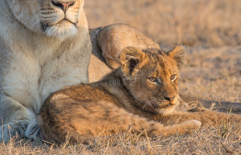 Leones salvajes en áfrica fotos de archivo