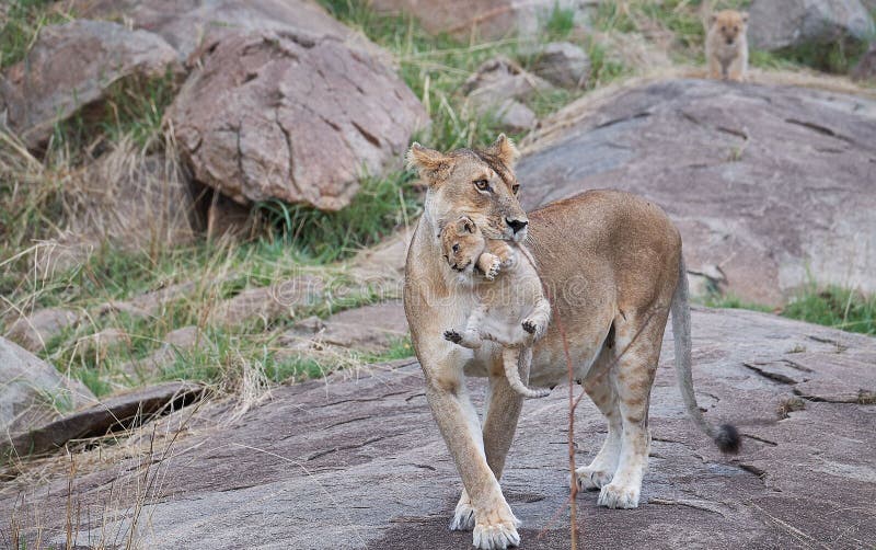Leones salvajes en áfrica fotos de archivo