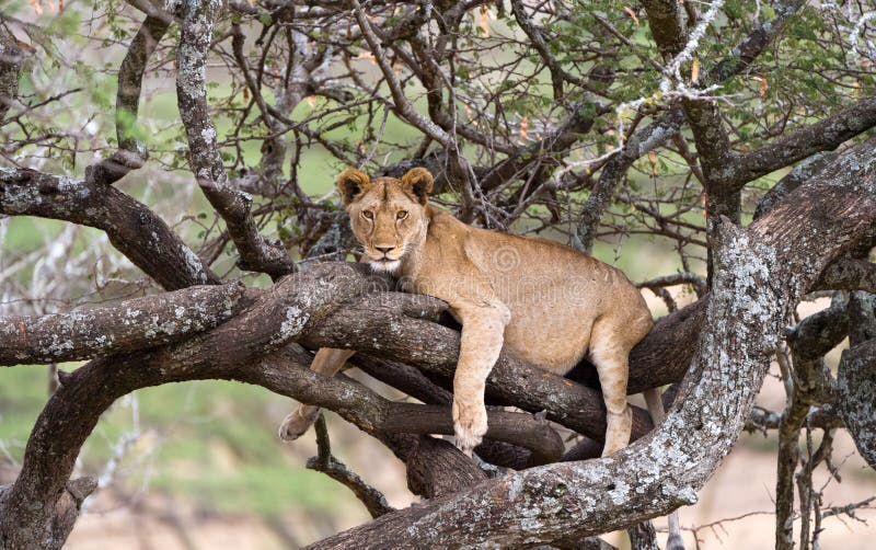 Leones salvajes en áfrica imagenes de archivo