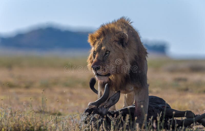 Leones salvajes en áfrica fotografía de archivo