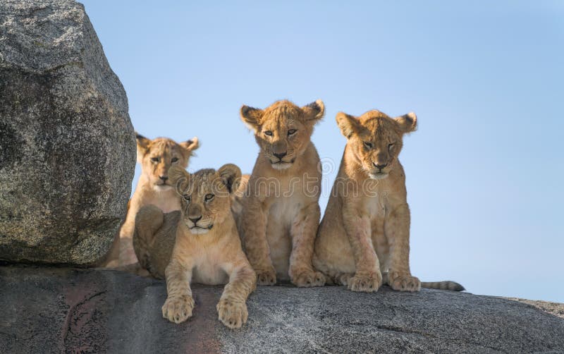 Leones salvajes en áfrica fotografía de archivo libre de regalías