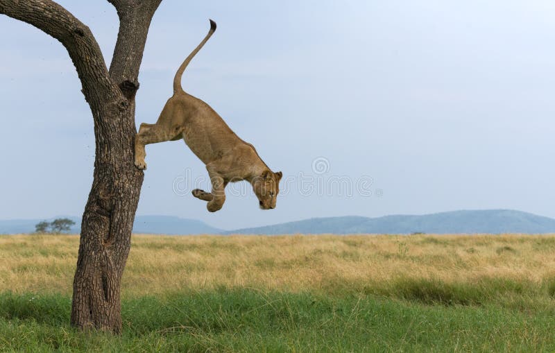 Leones salvajes en áfrica fotos de archivo libres de regalías