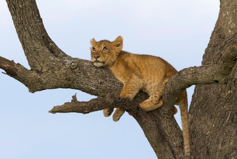Leones salvajes en África imágenes de archivo libres de regalías