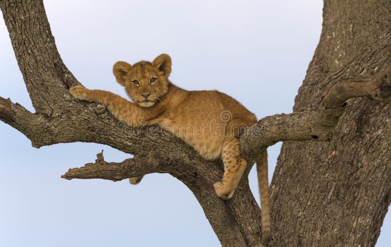 Leones salvajes en áfrica foto de archivo