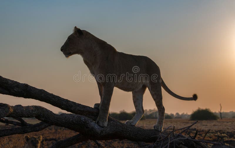 Leones salvajes en áfrica fotografía de archivo