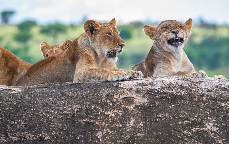 Leones salvajes en áfrica imagenes de archivo
