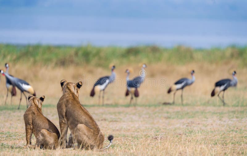 Leones salvajes en áfrica fotos de archivo