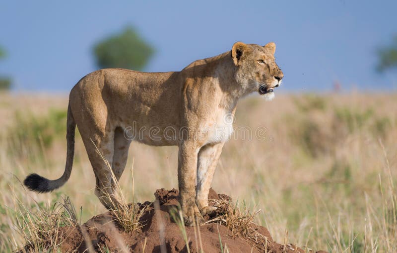 Leones salvajes en áfrica fotografía de archivo libre de regalías
