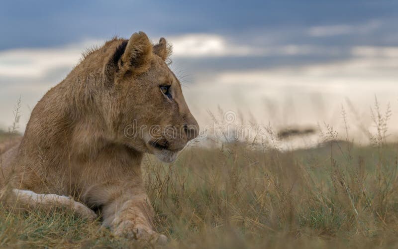 Leones salvajes en áfrica foto de archivo