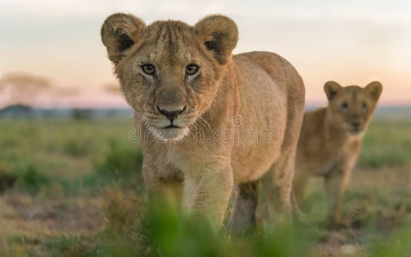 Leones salvajes en áfrica fotografía de archivo