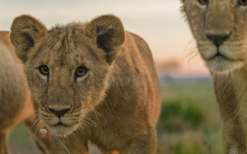 Leones salvajes en áfrica foto de archivo libre de regalías