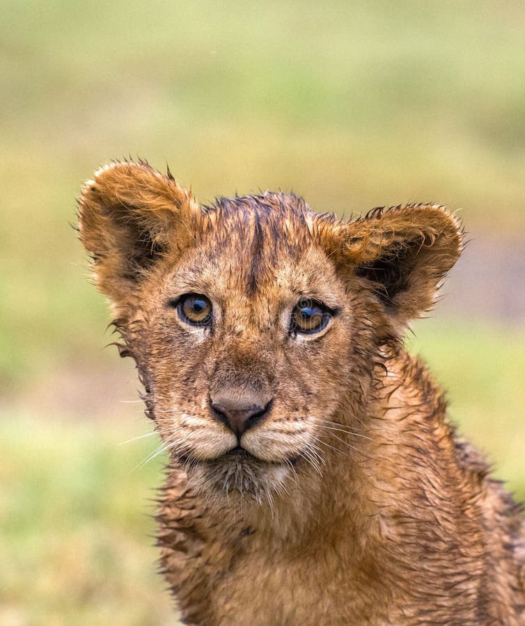 Leones salvajes en áfrica imagen de archivo