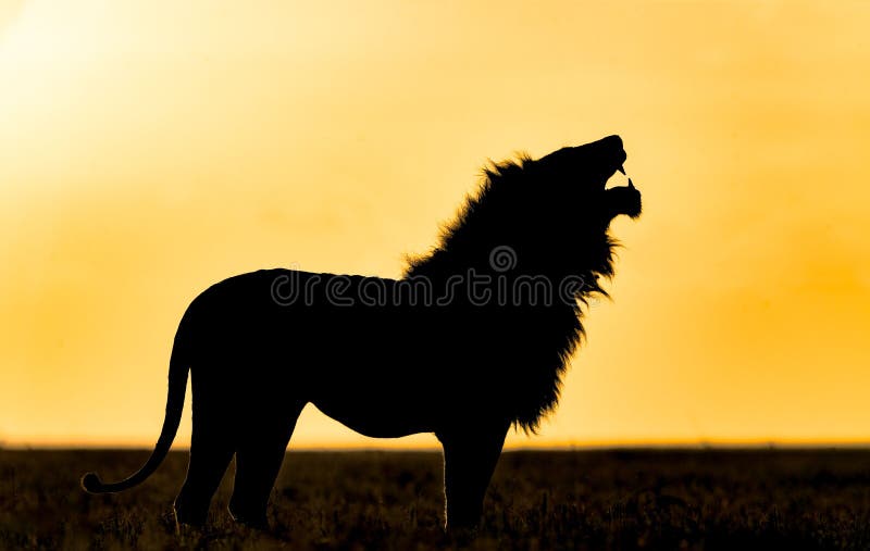 Leones salvajes en áfrica fotos de archivo