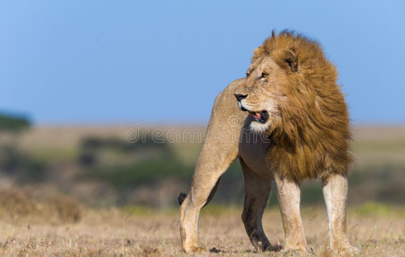 Leones salvajes en áfrica imágenes de archivo libres de regalías