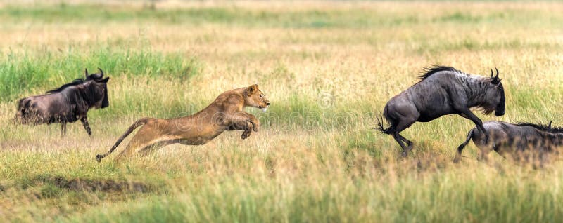 Leones salvajes en áfrica imágenes de archivo libres de regalías