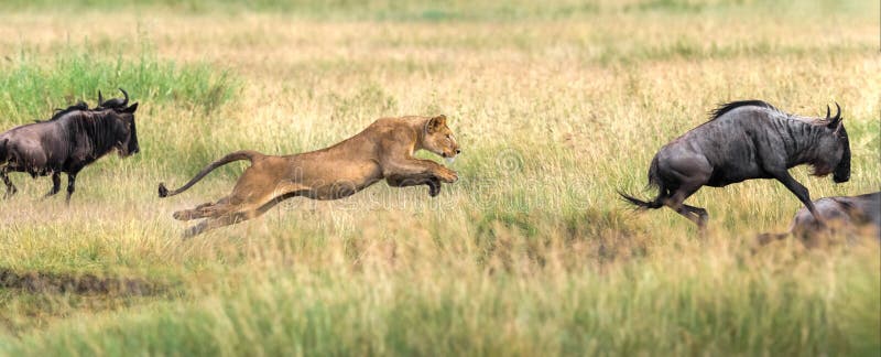 Leones salvajes en áfrica foto de archivo