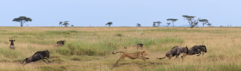 Leones salvajes en áfrica imagen de archivo