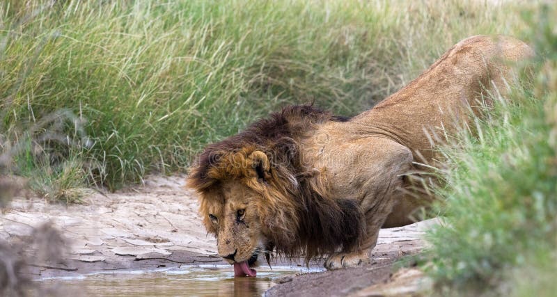 Leones salvajes en áfrica imagen de archivo