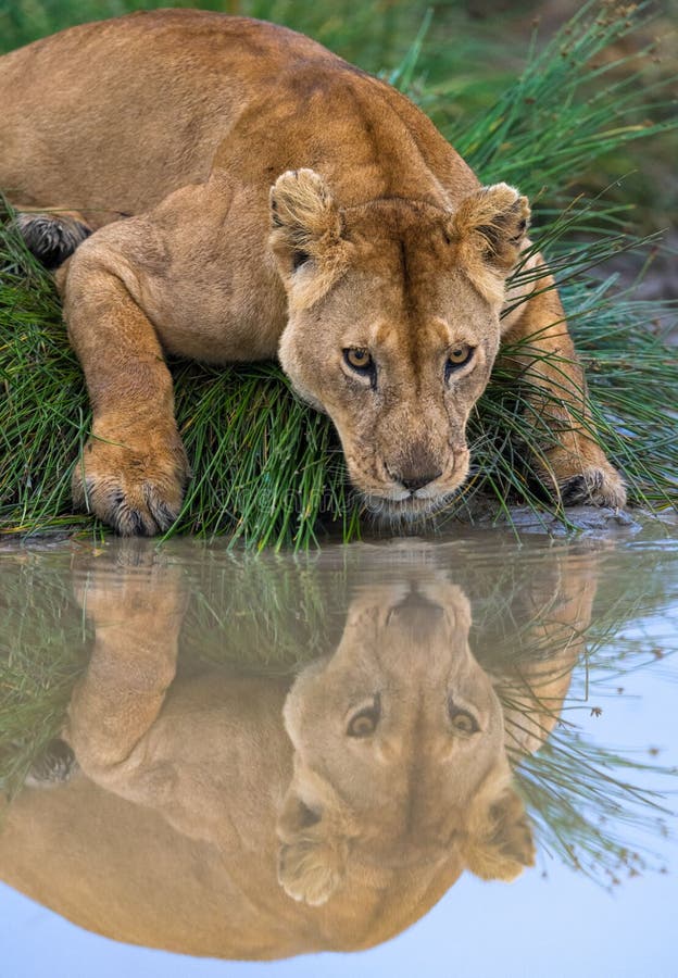 Leones salvajes en áfrica fotos de archivo