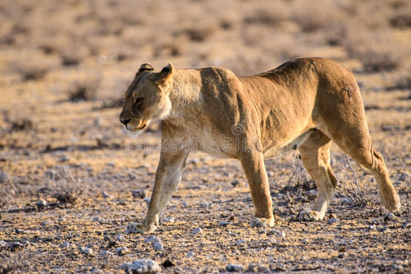 Leonessa sul vagare in cerca di preda fotografia stock libera da diritti Leonessa sul vagare in cerca di preda fotografia stock libera da diritti