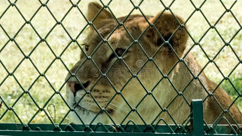 Leonessa triste che guarda oltre il recinto fotografia stock libera da diritti Leonessa triste che guarda oltre il recinto fotografia stock libera da diritti