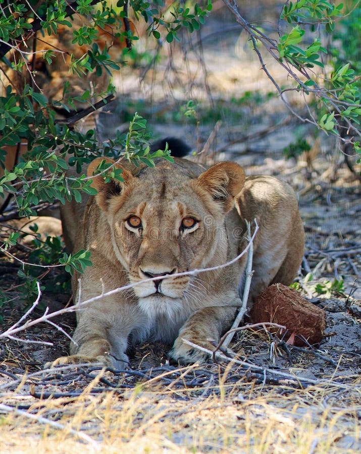 Leoni il suo allarme mentre riposando sotto un cespuglio nel parco nazionale di Hwange immagini stock Leoni il suo allarme mentre riposando sotto un cespuglio nel parco nazionale di Hwange immagini stock