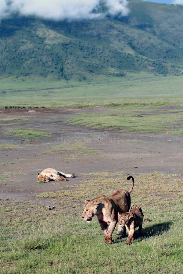 Leoni selvaggi nel parco nazionale di Ngorongoro, Tanzania. fotografie stock libere da diritti Leoni selvaggi nel parco nazionale di Ngorongoro, Tanzania. fotografie stock libere da diritti