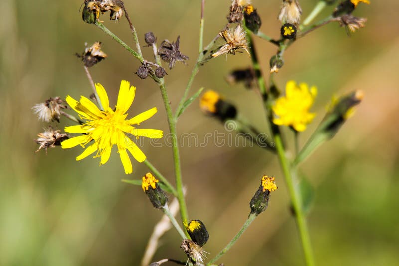 Leontodon sec de fleur de pissenlit d'effacement avec de dernières fleurs jaunes en automne - Viersen, Allemagne images stock Leontodon sec de fleur de pissenlit d'effacement avec de dernières fleurs jaunes en automne - Viersen, Allemagne images stock