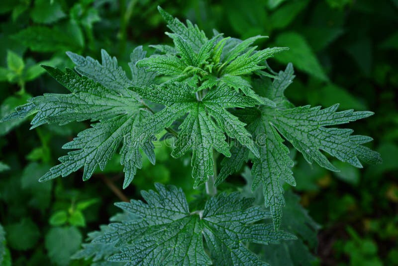 Leonurus cardiaca groene bladeren. kruidplant moederwort in kruidtuin gebruikt als cardiotonisch