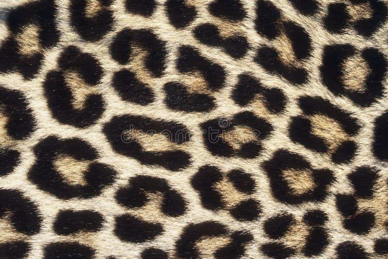 Close up pattern of Leopard Skin