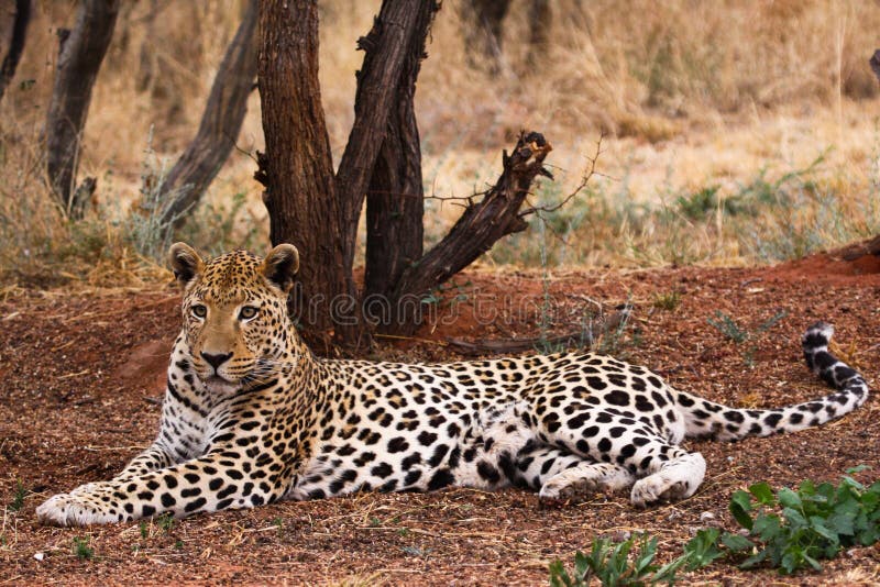 Close-up of face and torso of beautiful spotted leopard