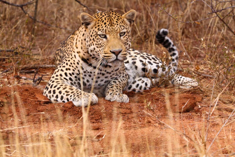 Close-up of face and torso of beautiful spotted leopard