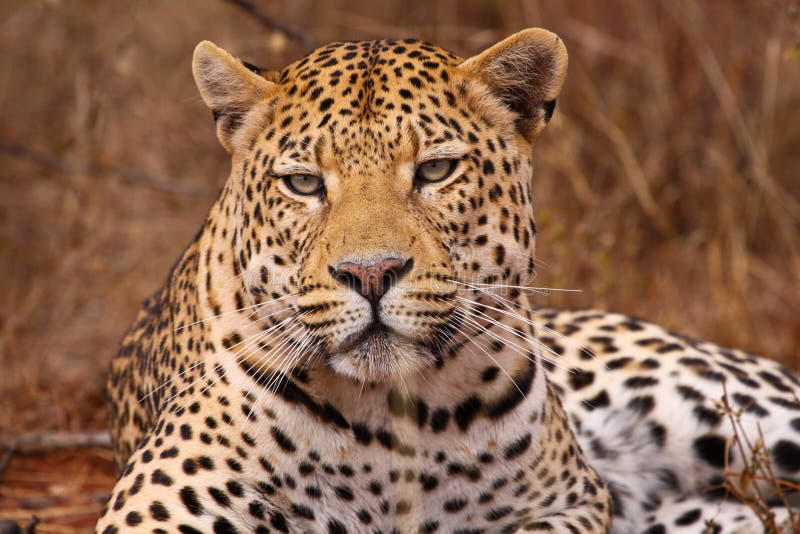 Close-up of face and torso of beautiful spotted leopard