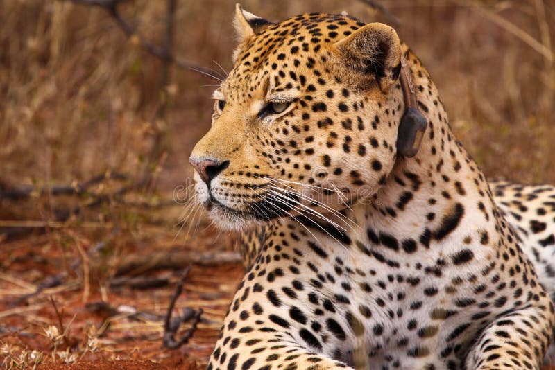 Close-up of face and torso of beautiful spotted leopard