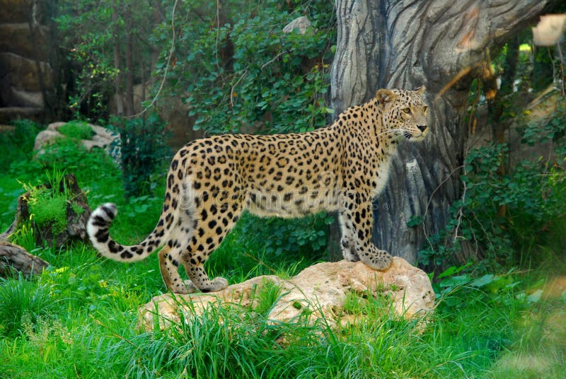 A beautiful spotted leopard standing on a big rock on a forest background