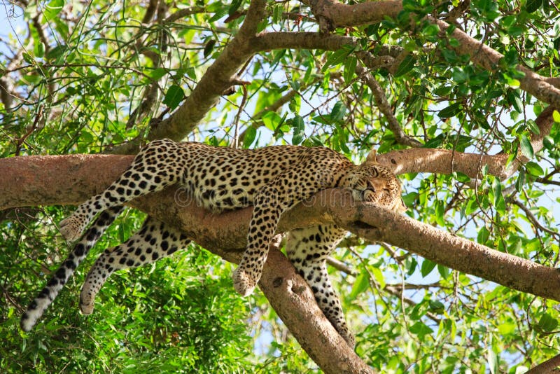 Beautiful leopard sleeping on tree in Serengeti, Tanzania