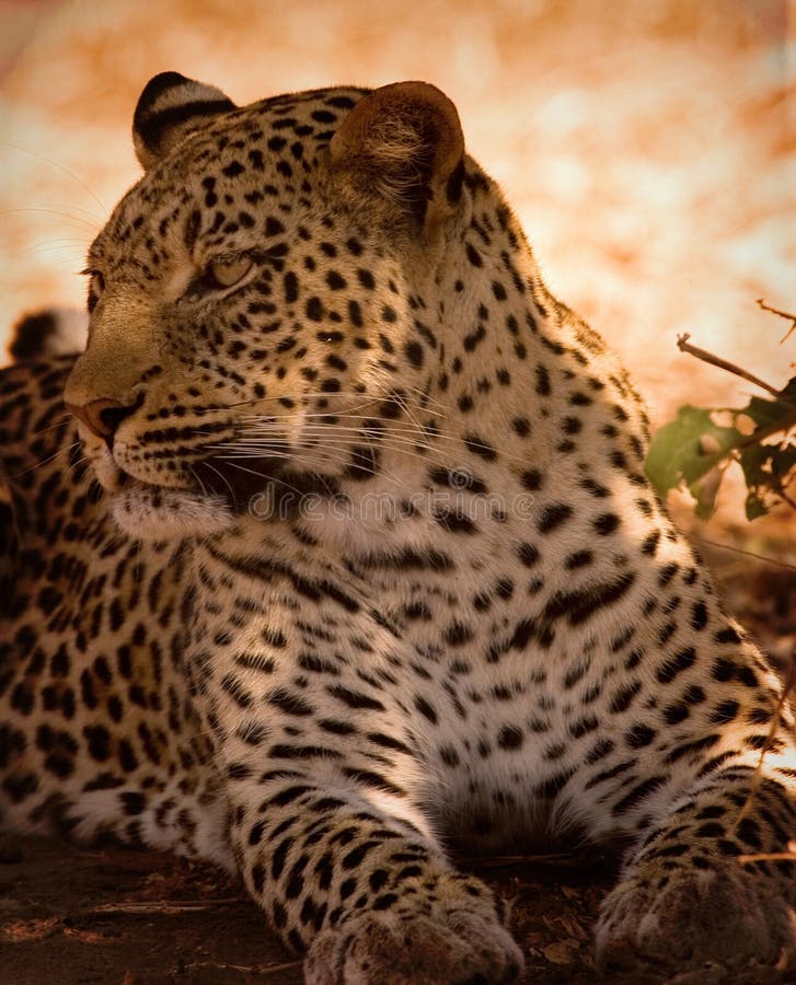 Leopard stock photography