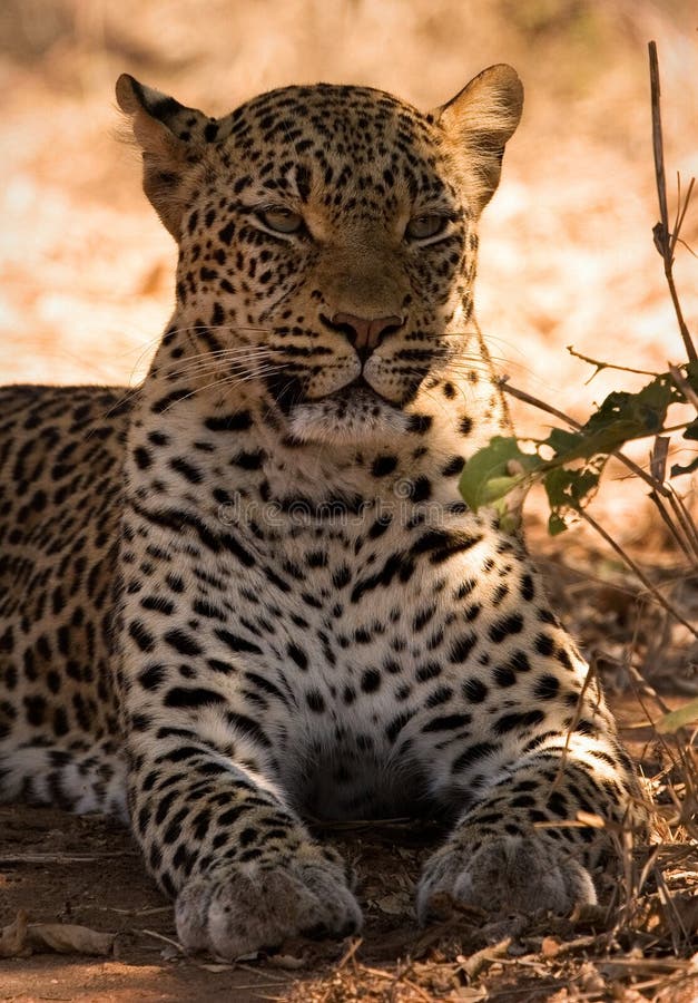 Leopard royalty free stock images Leopard royalty free stock images