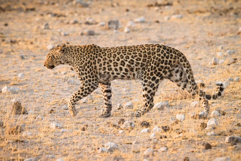 Leopard stock images