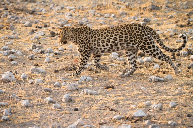 Leopard royalty free stock photo