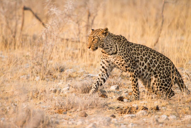 Leopard royalty free stock photography