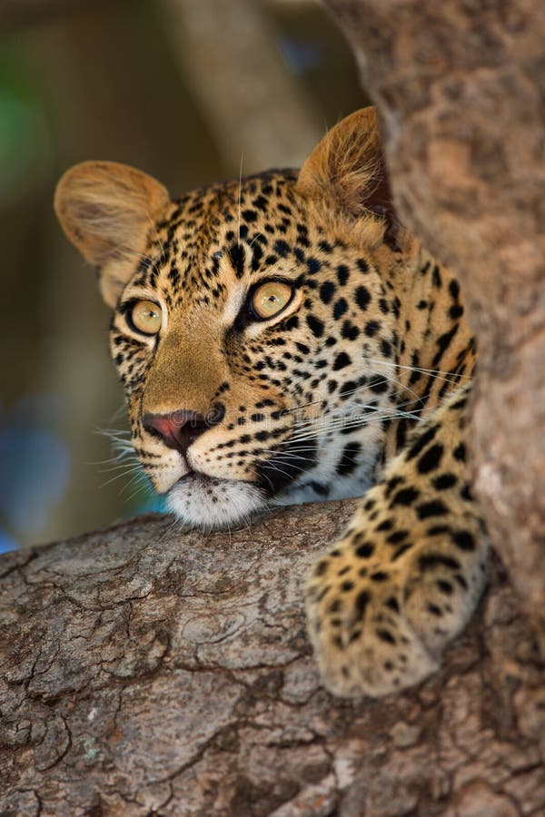 Leopard stock image